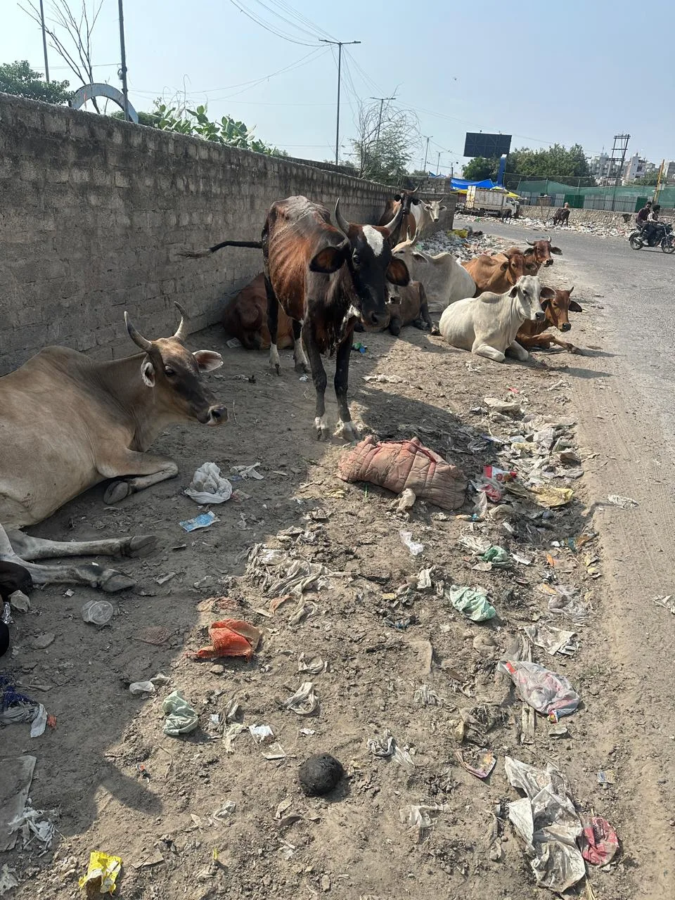 Animal Welfare